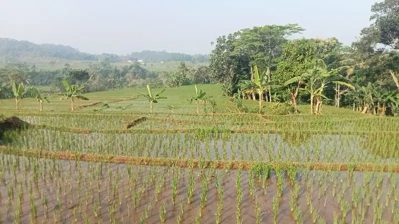 Sawah & Kebun 1 Ha, Dekat Pintu Tol Jatiluhur, PWK.