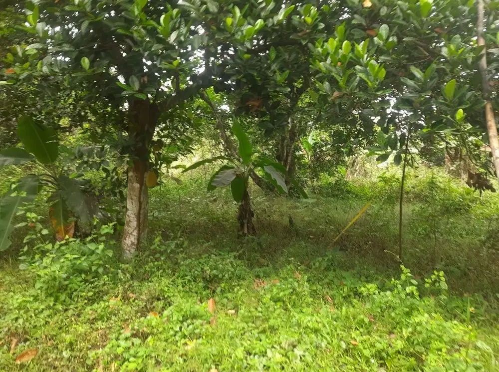 Dijual Kebun rambutan murah 5200 m2 untuk kandang ayam