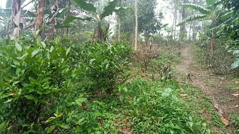 Tanah Kebun Lt. 870 m, Pohon Teh, Cengkeh, Manggis. Darangdan, PWK.