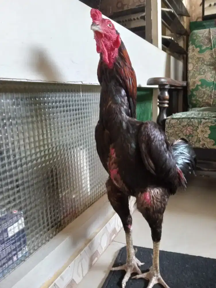 Ayam Mangon Silangan Bangkok ukur 5 full
