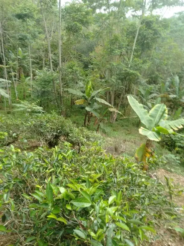 Kebun Murah, Lt. 600 m, Pohon Teh, Manggis, Dll, Darangdan, Pwk.