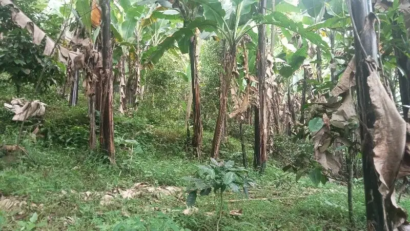 Tanah 800 m, Ada Pohon Teh, Pisang, Dll. Darangdan, Purwakarta.