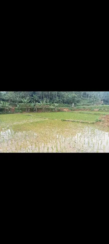 Sawah + Tanah, Lt. 3750 m, Bojong, Purwakarta.