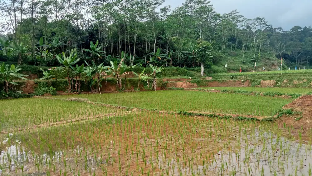 Sawah & Kebun 3750 m, Bojong, Purwakarta