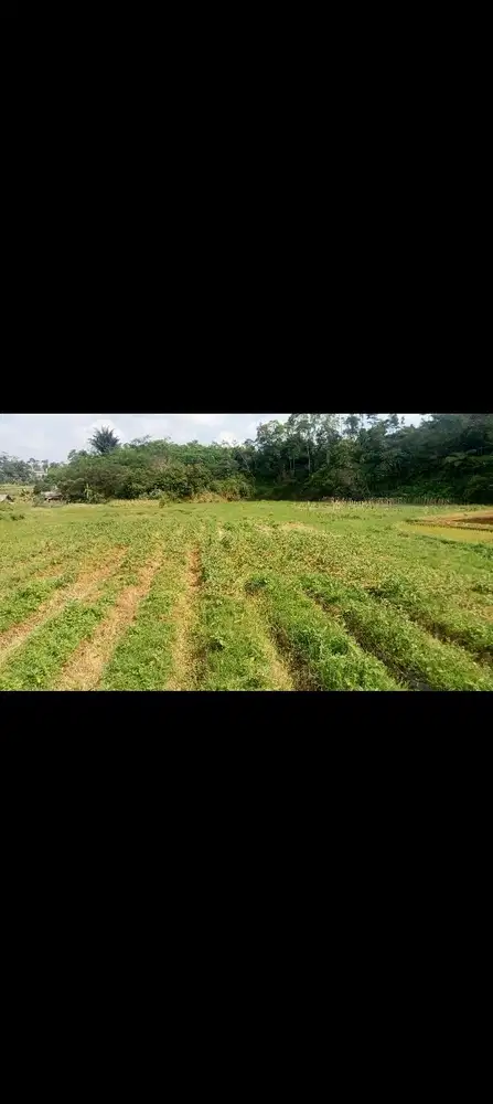 Tanah Sawah 4400 m, Bojong Purwakarta.