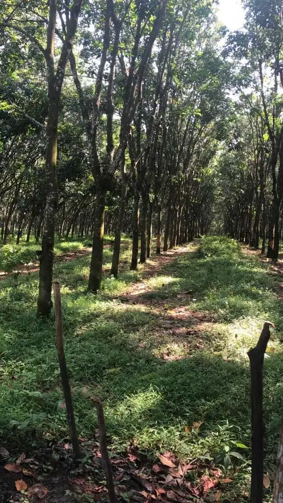 Tanah 57 Ha, Cocok u/ Pabrik & Perumahan, Dekat Pintu Tol Sadang, Cempaka, Purwakarta.
