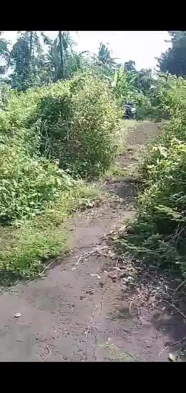 Jual tanah kawasan villa, lovina buleleng