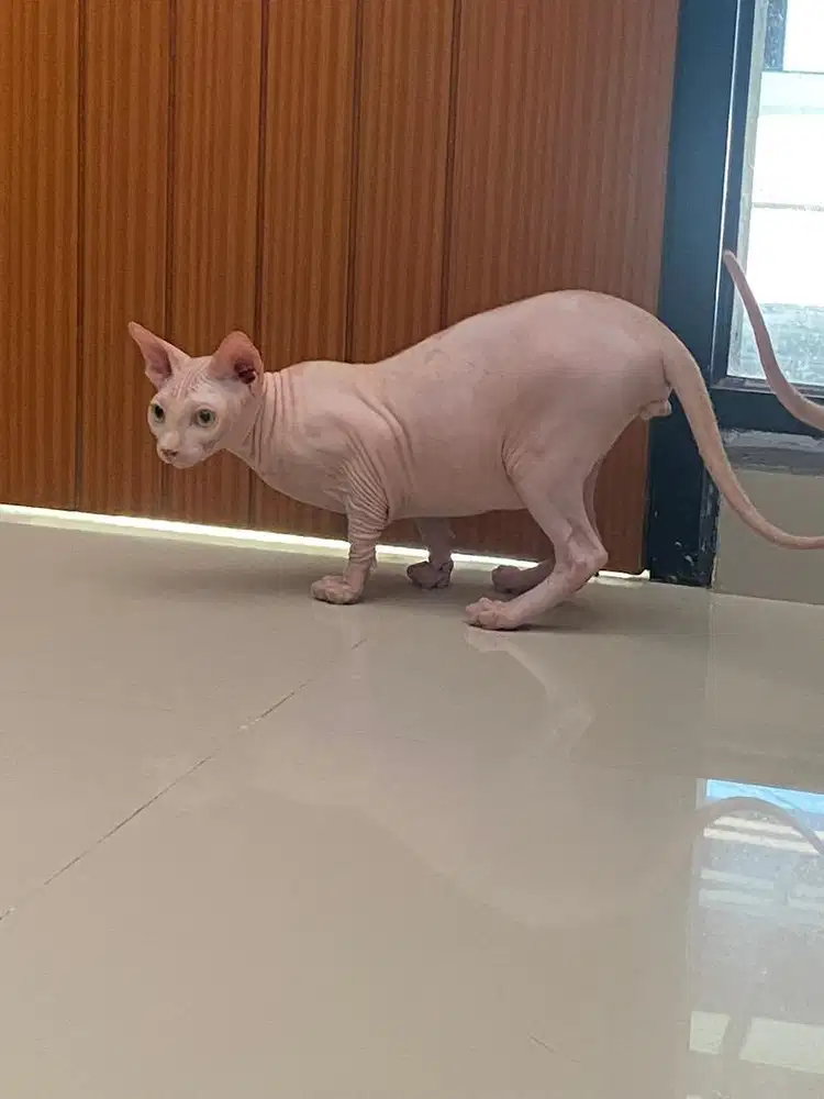 Sphinx Kitten anakan
