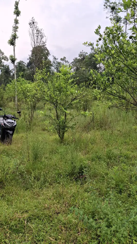 Di Jual Kebun Jeruk Produktif ( Poncokusumo  - Malang  )