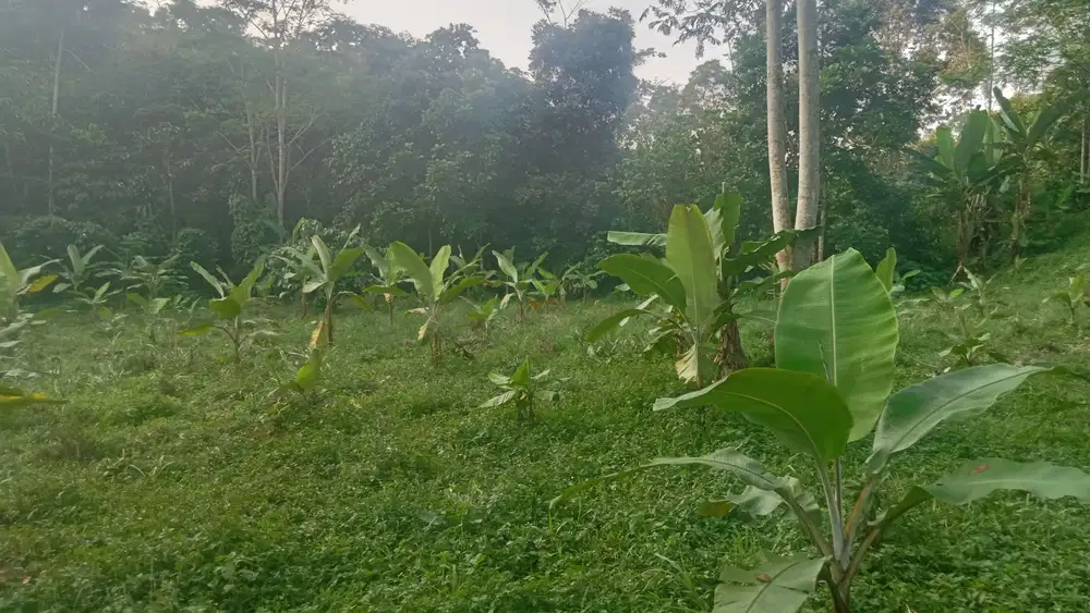 Tanah Kebun Murah 6800 m, Bojong, Purwakarta.