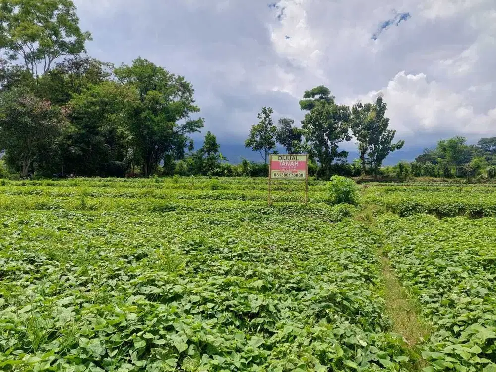 Dijual Cepat Tanah Di Pacet - Mojokerto (Harga NEGO)