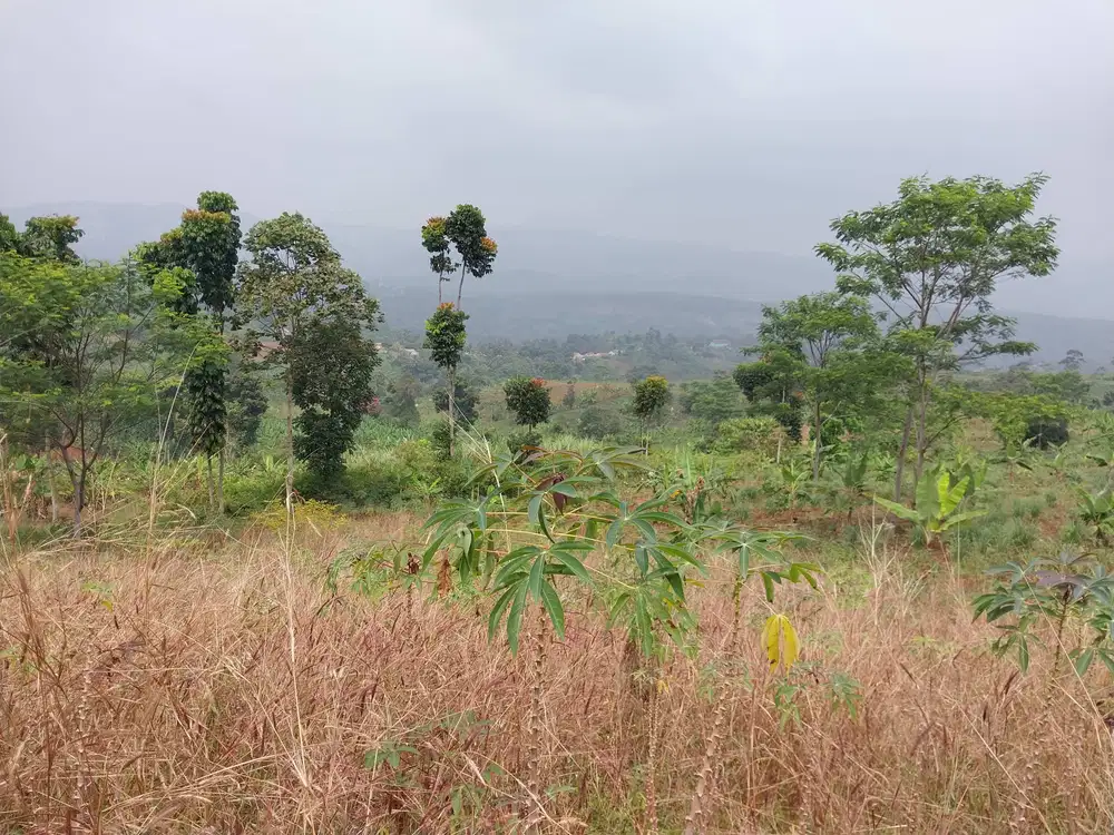 LAHAN LUAS LOKASI DI KABUPATEN BANDUNG COCOK UNTUK PERKEBUNAN