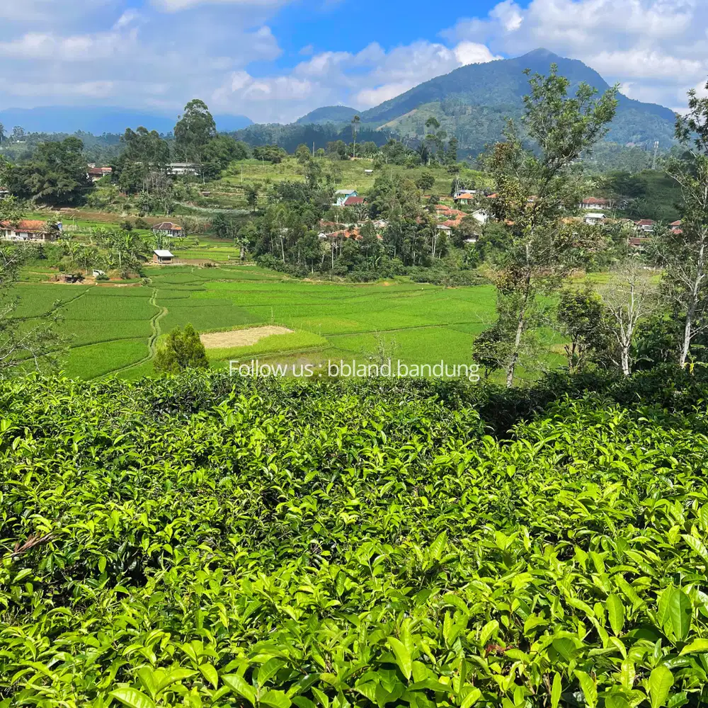 Jual tanah murah di Ciwidey Cocok untuk Villa