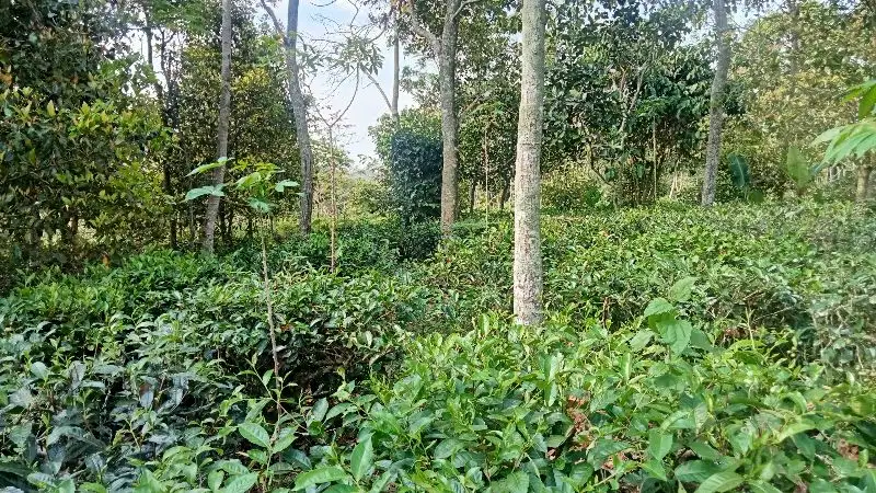 Kebun Teh Produktif 1200 m, Darangdan Pwk.