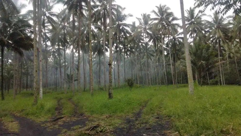 Tanah Perkebunan Kelapa Luas 106 Hektar isi Pohon Kelapa