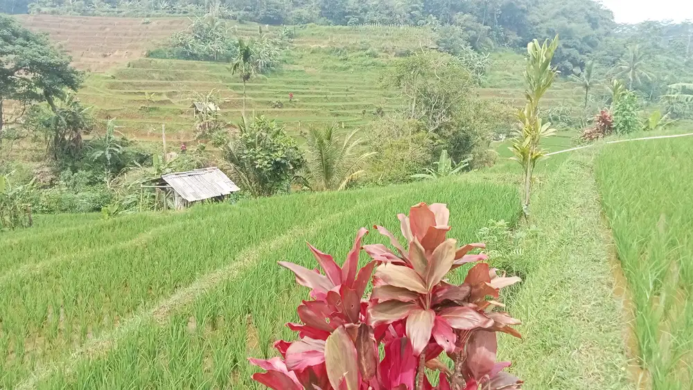 Sawah Murah 1600 m, Darangdan, Purwakarta.