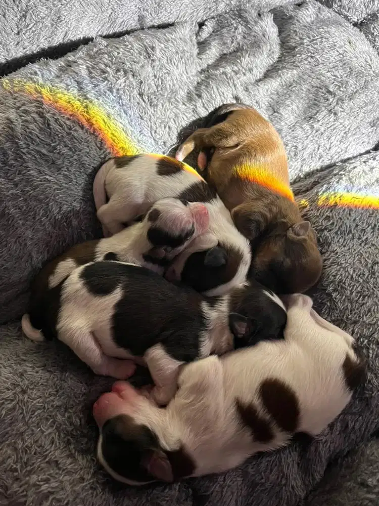 Dibutuhkan ART tidak menginap