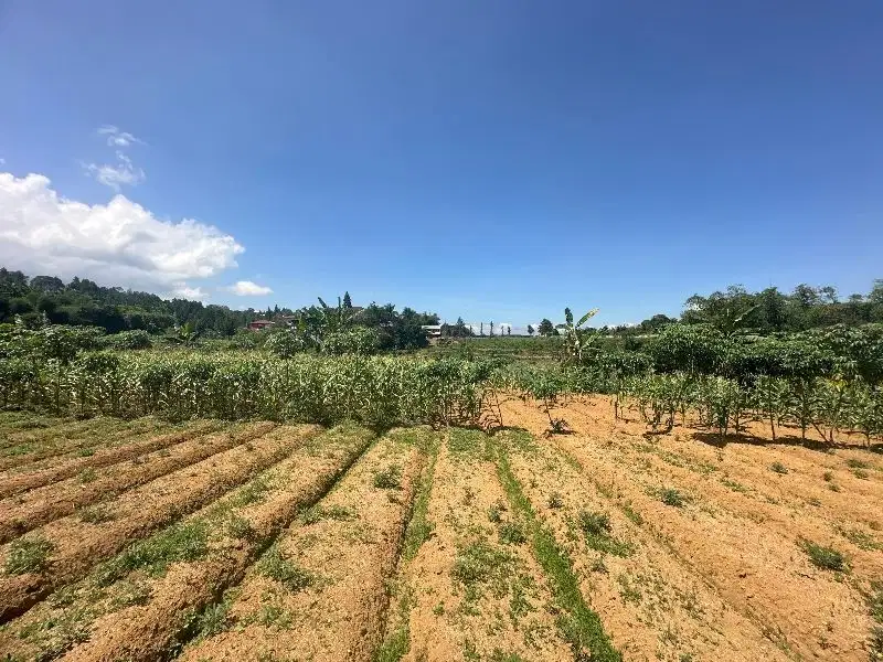 Jual Tanah Kebun di Desa Kuta Megamendung Bogor