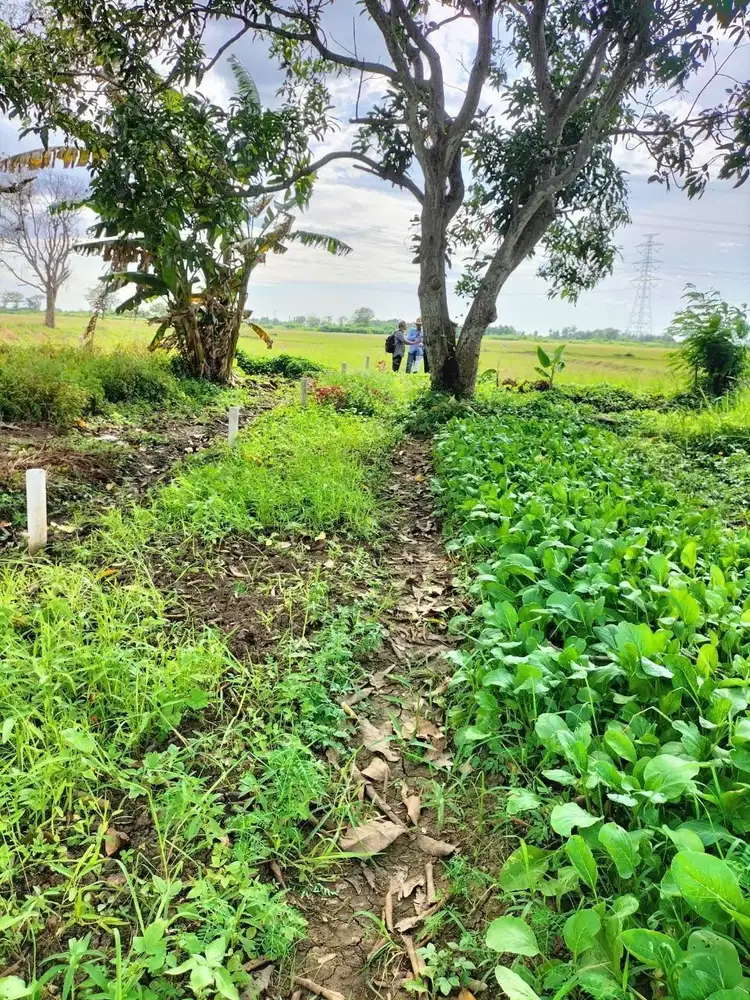 Tanah Jakarta Utara Murah Developer Amanah Cek Lokasi Langsung