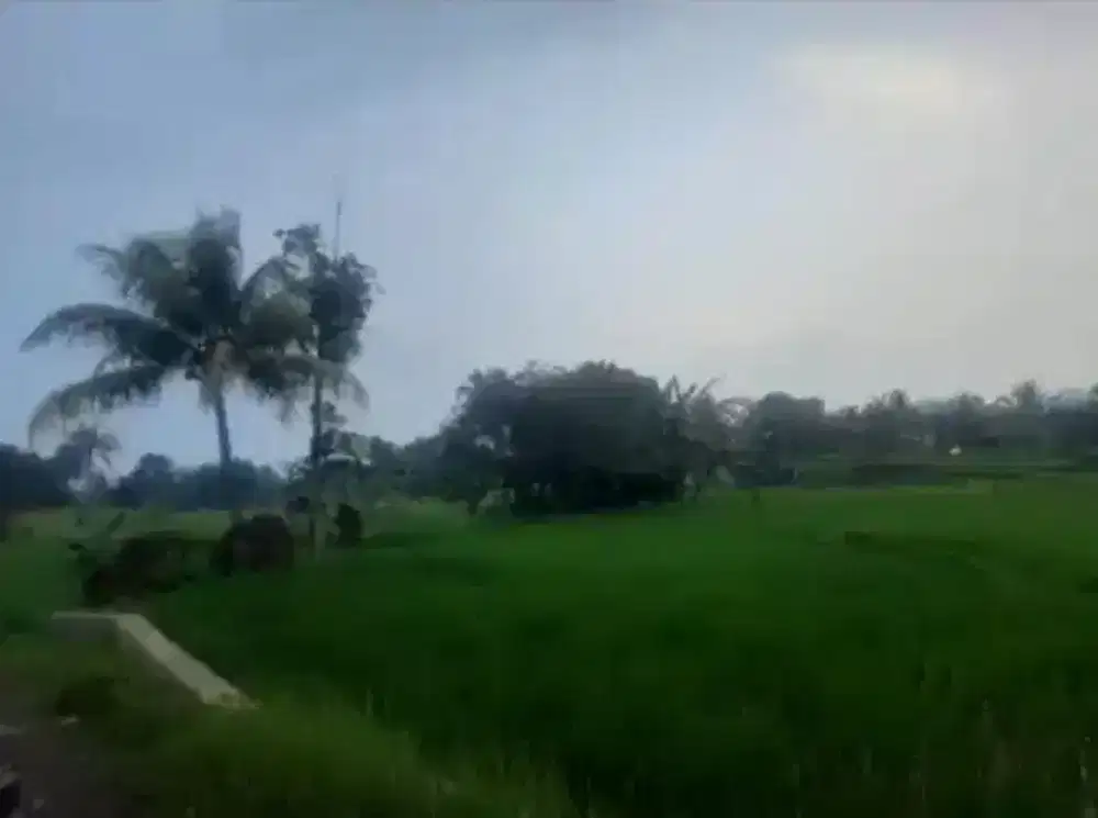 Dijual sawah untuk bangun villa or kolam ikan Cijambe Subang