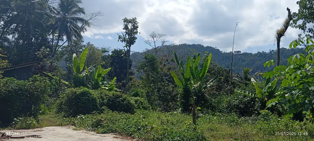 Dijual tanah murah,lokasi di Jatimulyo,girimulyo