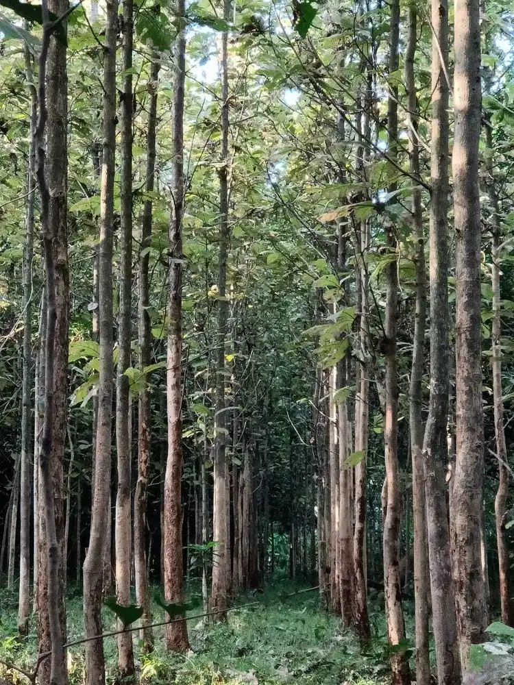 Kebun Jati Japara Kuningan