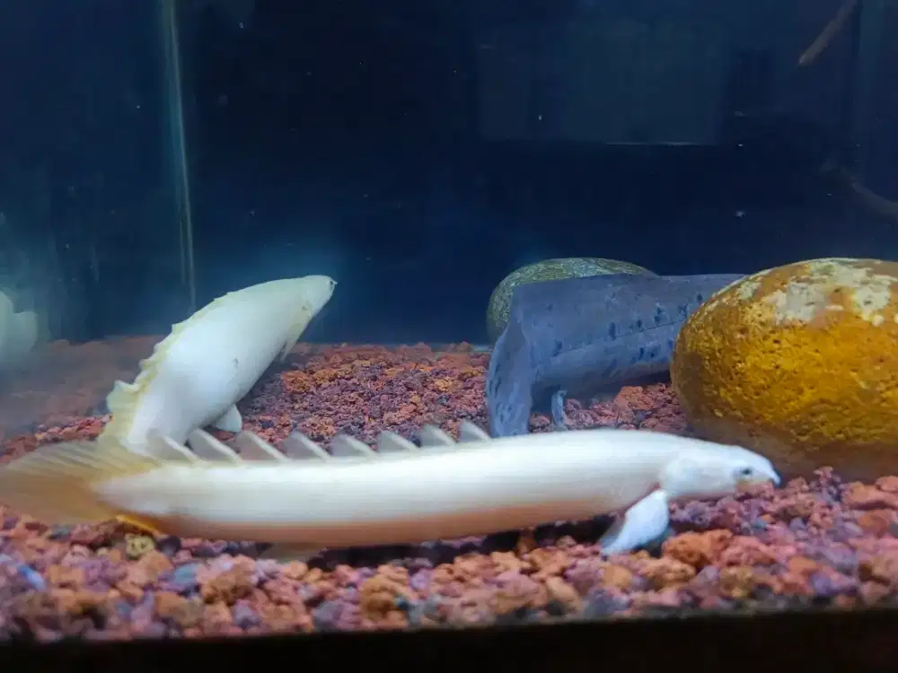 Palmas Leucistik / Platinum