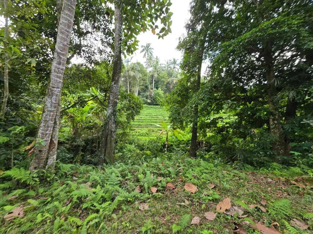 Dijual tanah dengan  sungai view sawah terasering bali