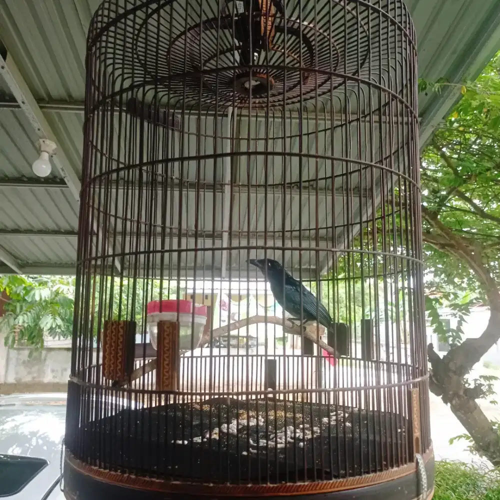 Burung Srigunting Kantil Gacor