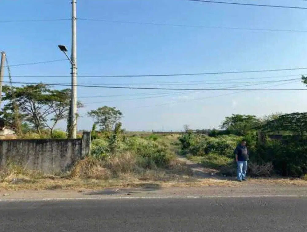 Tanah Murah Jalan Pantura Pangenan