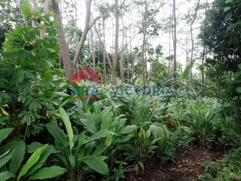 Dijual Tanah LT 1718,m² di Selopanggung Semen Kediri, ada tanaman pohon Akasia
