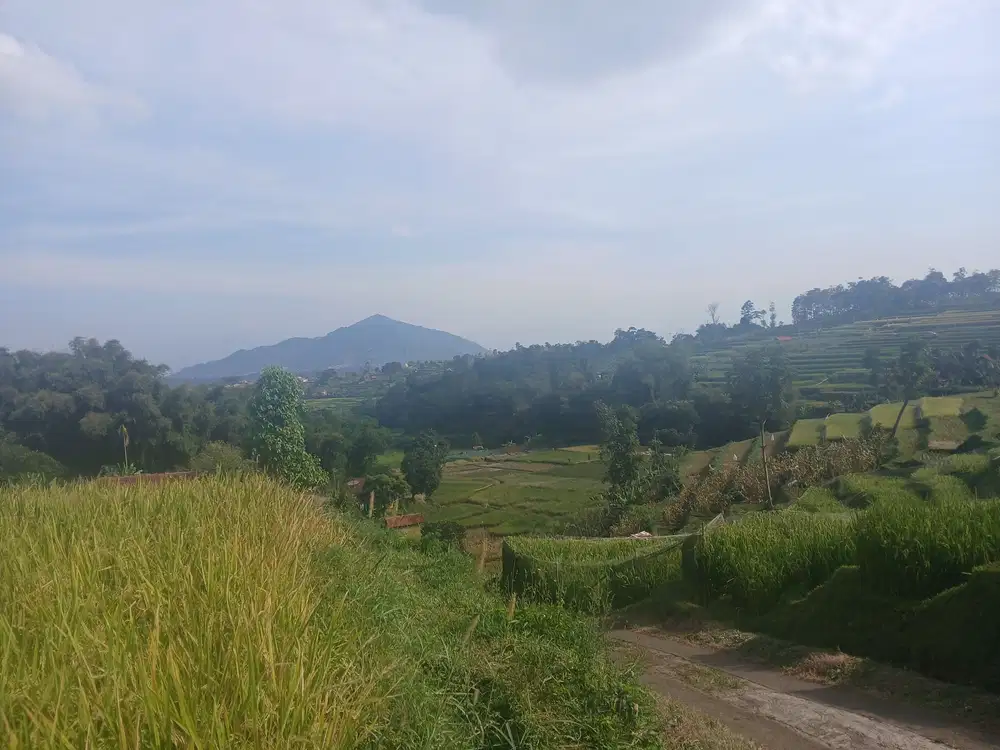 Tanah Sawah  Tanah Subur  Hasi nya menguntungkan