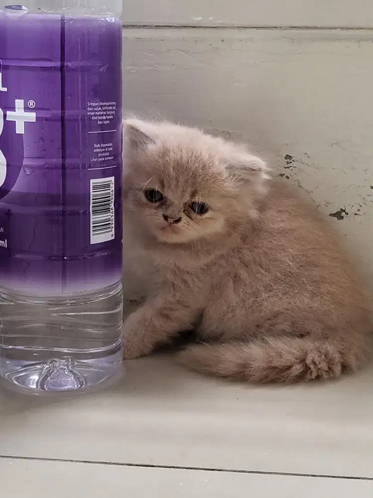 Kitten jantan umur2 bulan