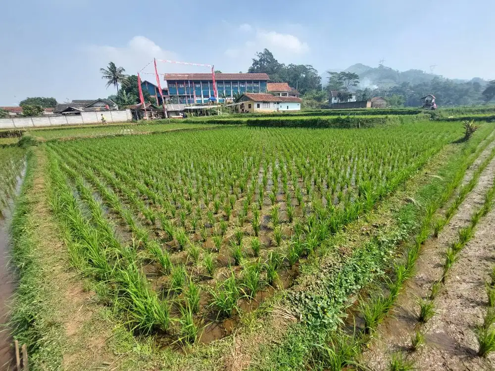 Dijual sawah SHM
