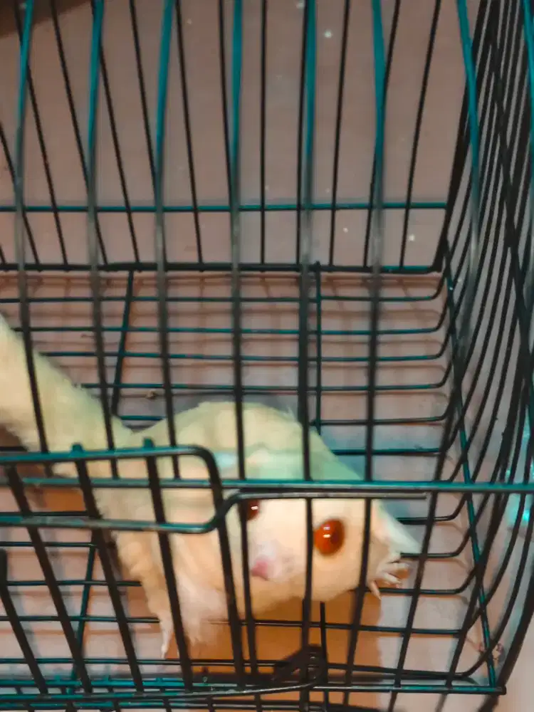 Sugar glider creamino Betina Dewasa