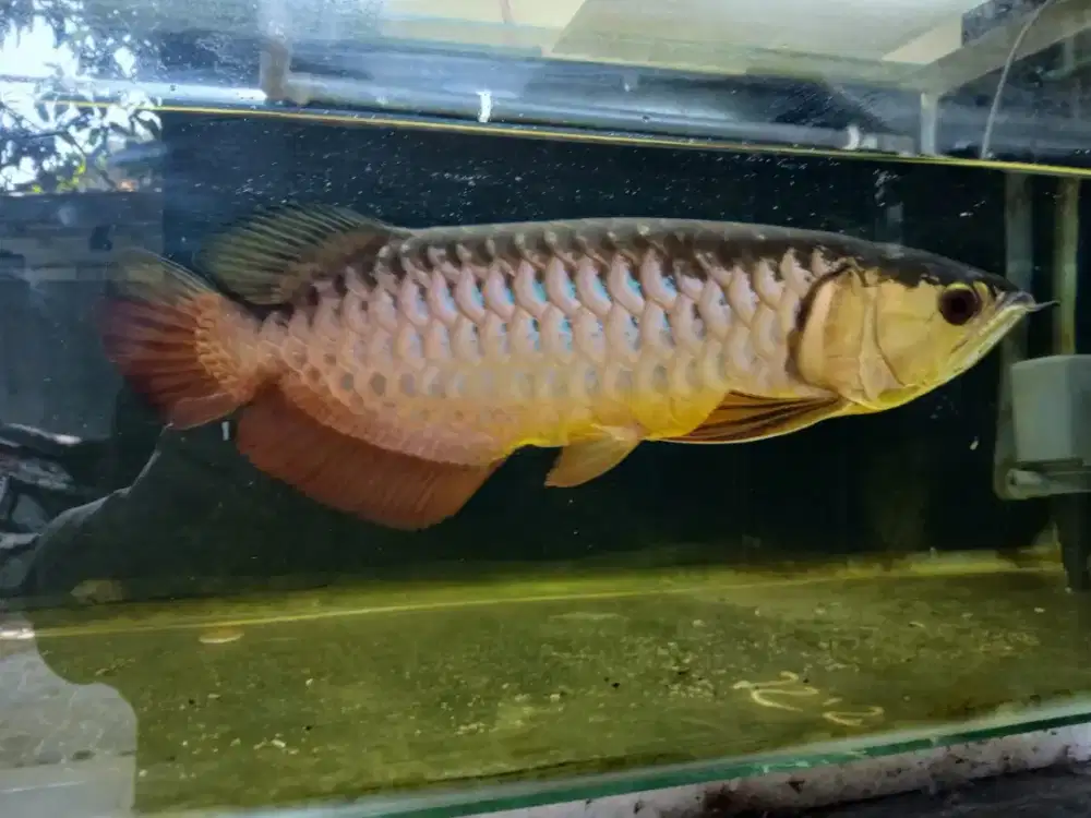 ikan arwana Golden Red ( rawatan )