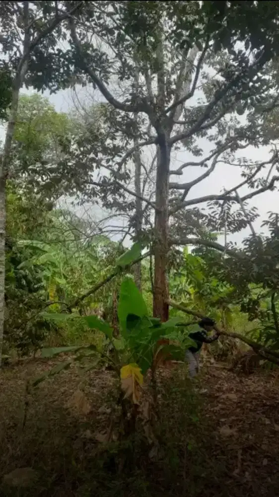 Kebun profukif 1500 m2 isi Durian & rambutan