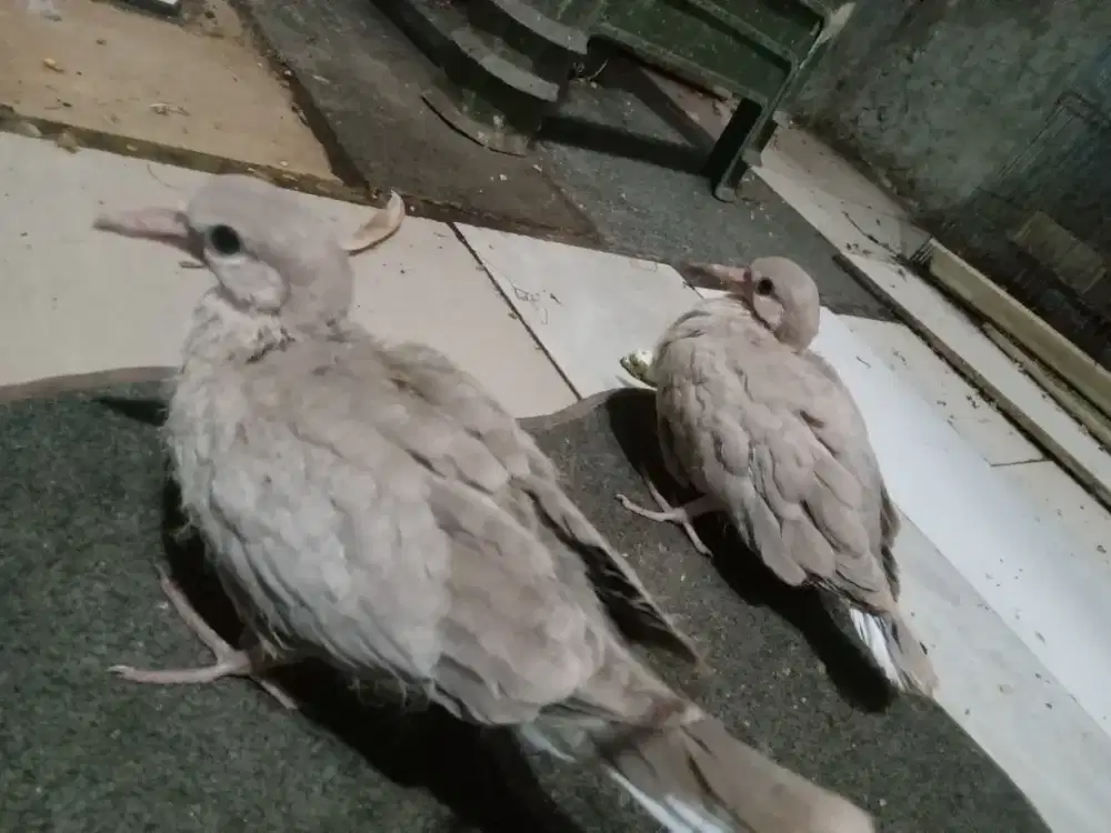 PUTER PELUNG BALIBU 2 EKOR