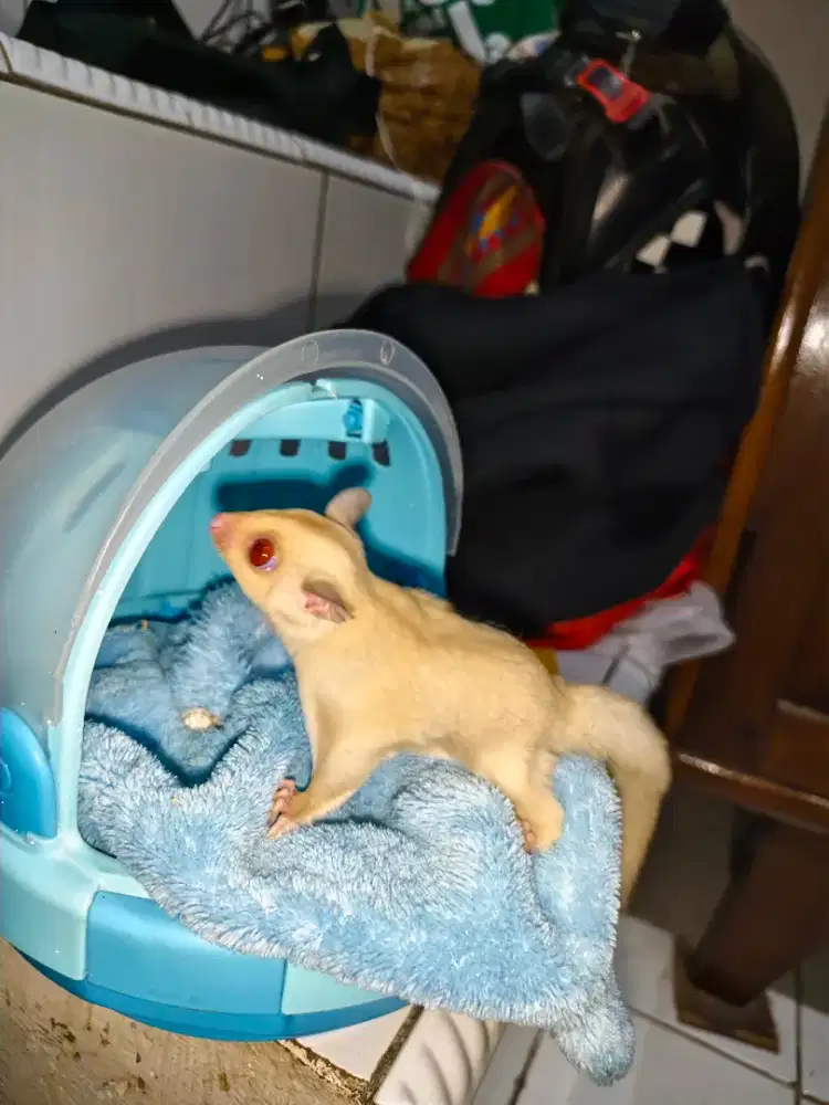 Sugar glider Joey creamino betina