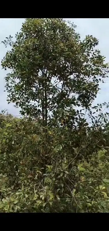 Ayo investasi kebun murah singaraja