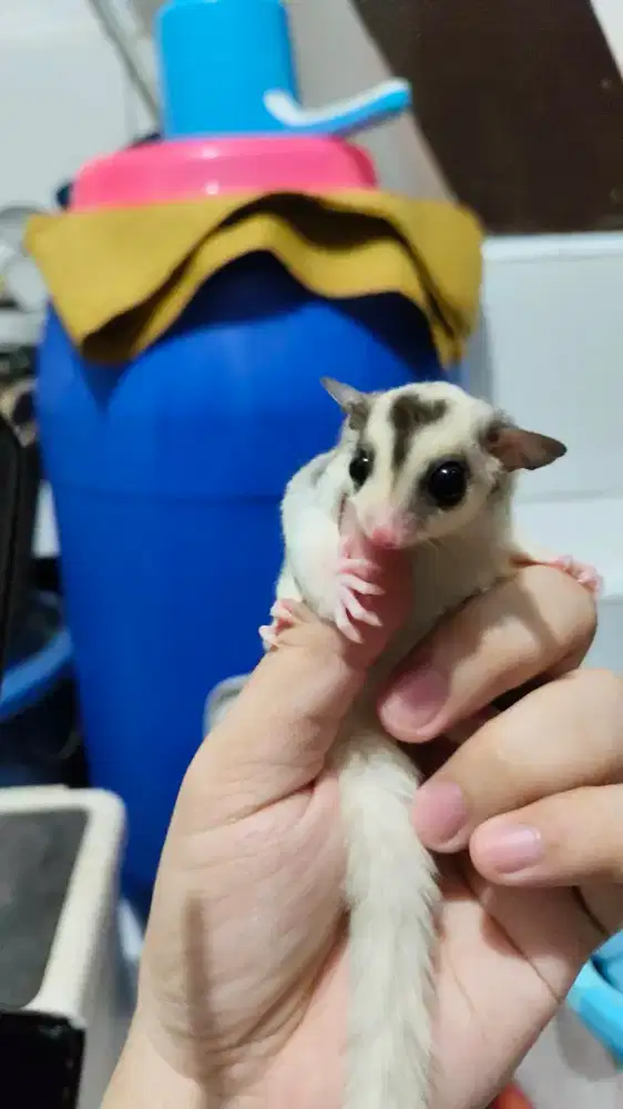 Sugar glider mozaik het cream jantan