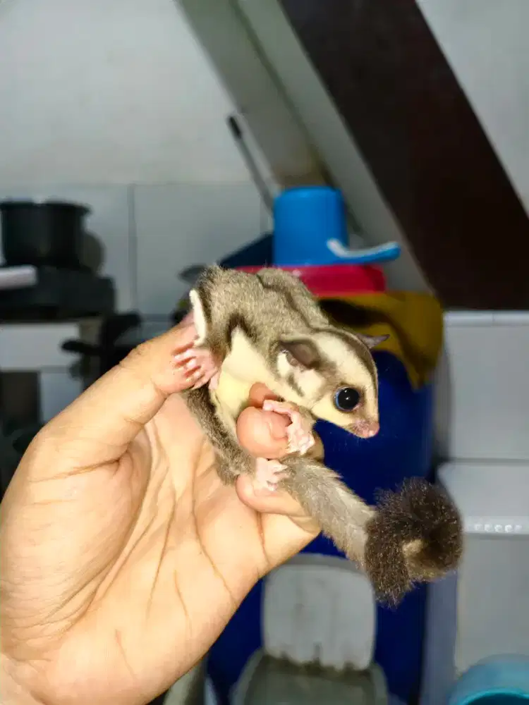 Sugar glider grey het cream betina