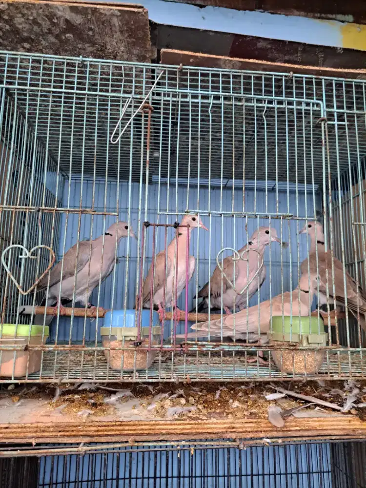 Puter pelung bukan tekukur derkuku bukan perkutut bukan kandang besi