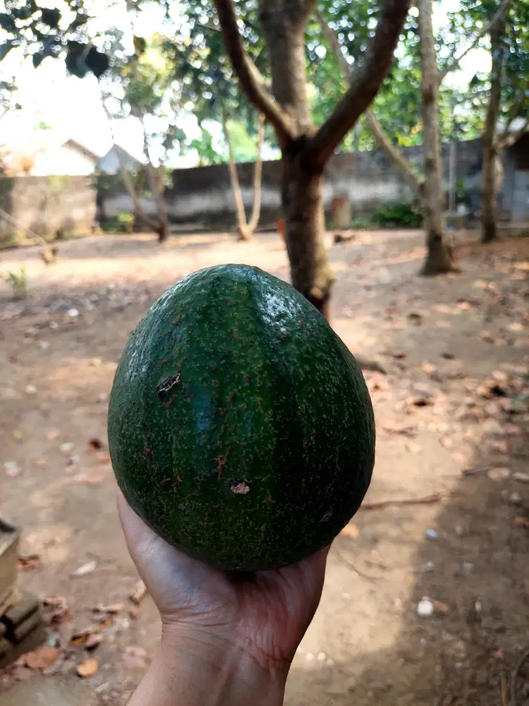 Di Jual Kebun Alpokat Produktif di kota Blitar