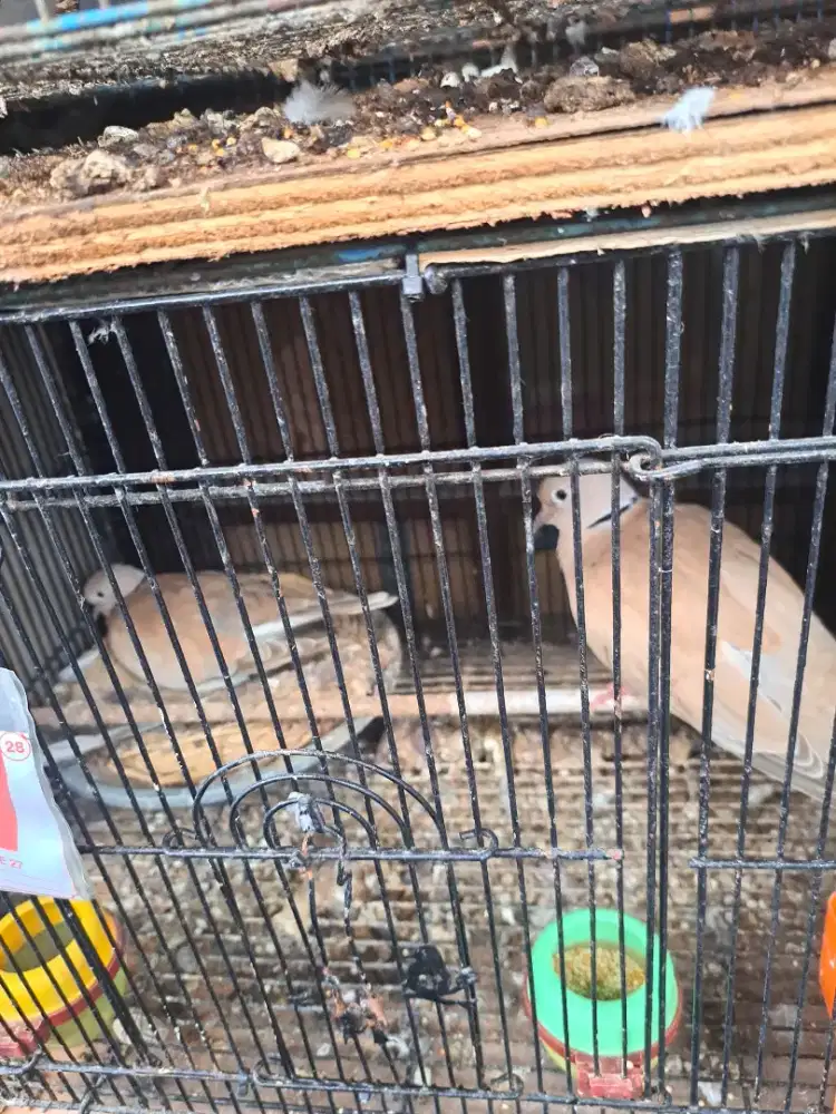 Puter pelung bukan tekukur bukan perkutut bukan kandang besi