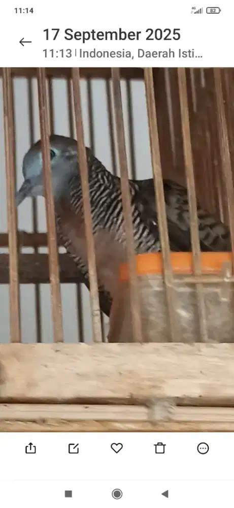 Perkutut bangkok betina