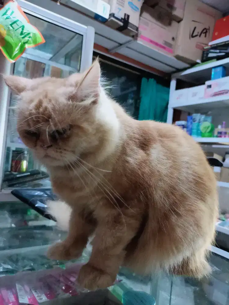 Kucing Persia jantan 2 thn
