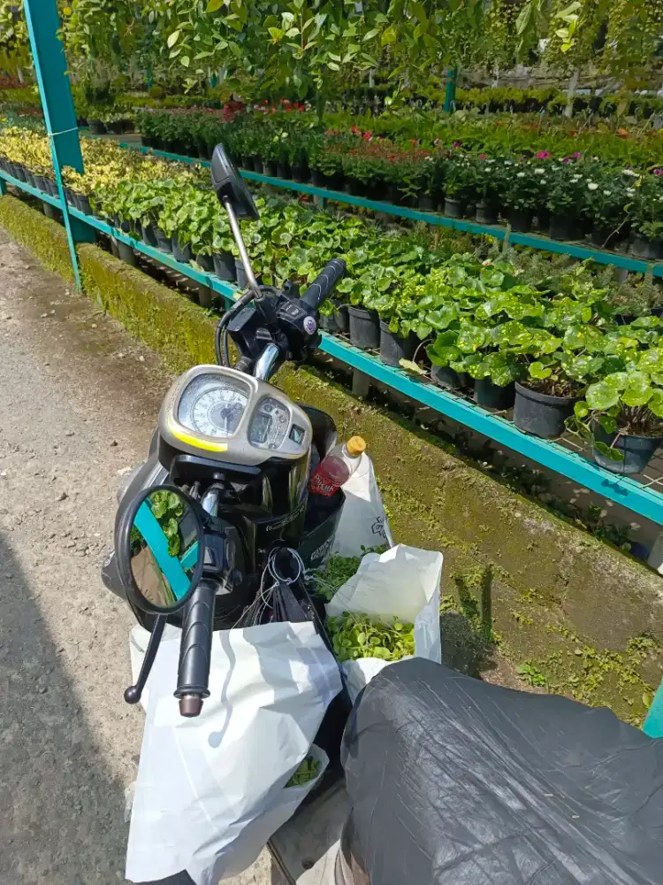 Jasa potong rumput dan tebang pohon bandung