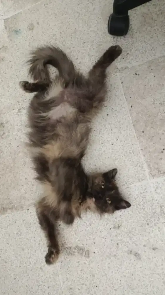 Open Adopt Kucing