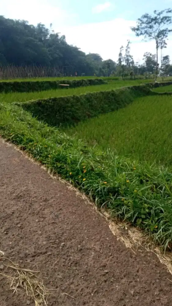 Tanah sawah  Sangat Subur tuk Per tangan